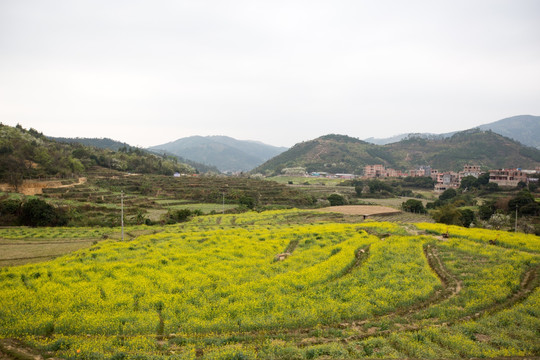 油菜花田