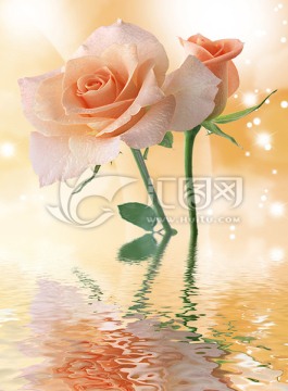 玫瑰花 水波