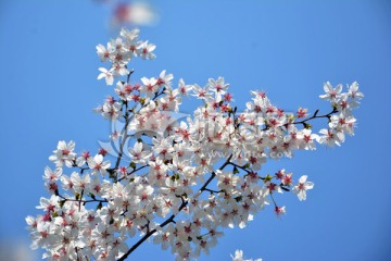 樱花季节