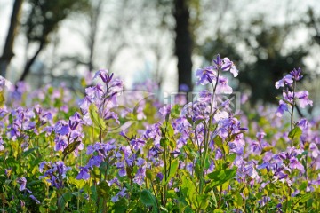 二月兰花丛