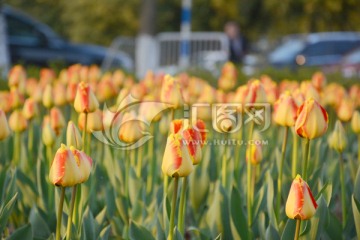 郁金香花丛