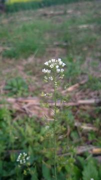 地菜花