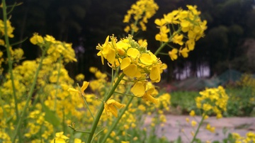 油菜花