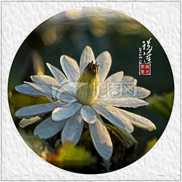 裝飾油畫 白蓮花