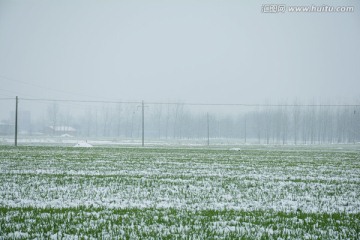 冬季麦田白雪