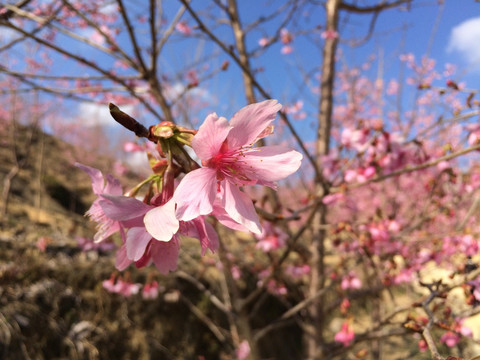 樱花