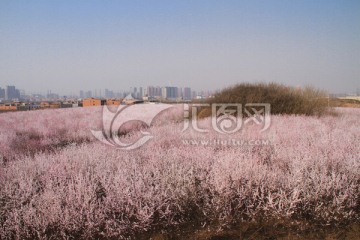 桃桃花海