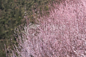 桃桃花海