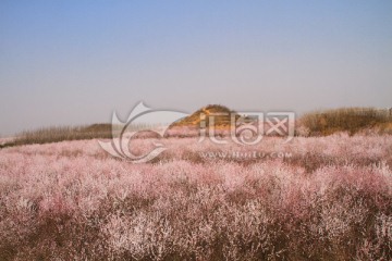 桃桃花海 明秦王墓遗址