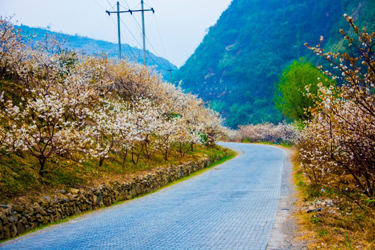 樱桃花 公路