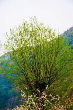 绿树 茂密