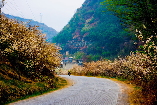 樱桃花