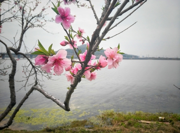 桃花开了