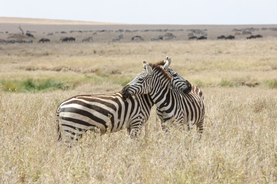 斑马 一对斑马 非洲野生动物