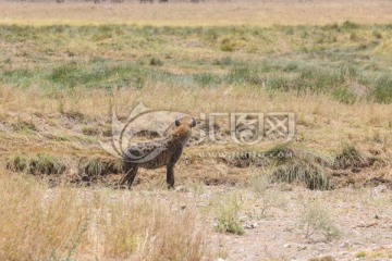 鬣狗 Hyaenidae 斑鬣