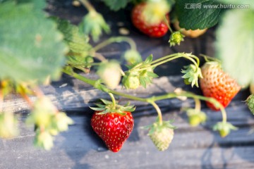 大棚里的草莓