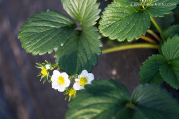 大棚里的草莓花