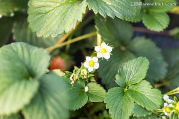 草莓花