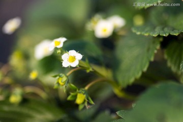 草莓花