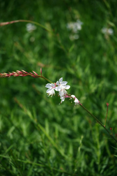 花草