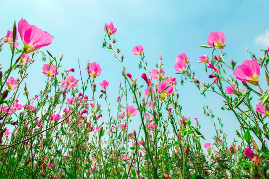 花草