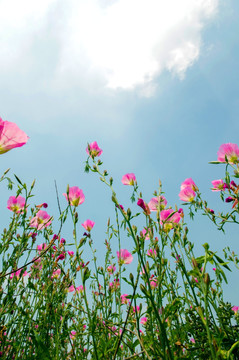 花草蓝天