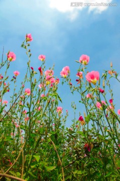 花草