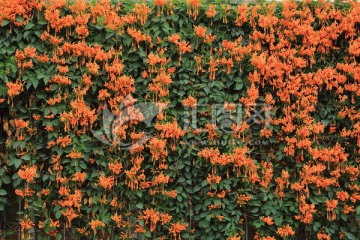 盛开的鞭炮花花墙