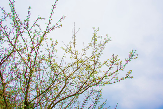 梨花 花枝