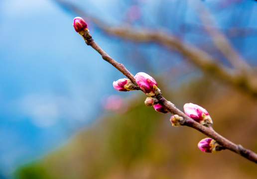 桃花