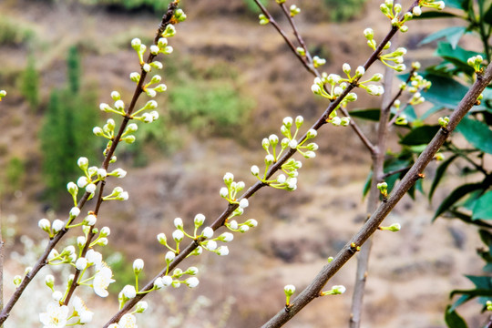 李花 花枝