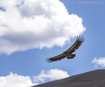 西藏秃鹫