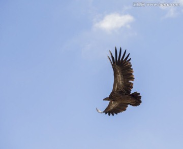 西藏秃鹫