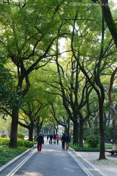 公园绿树成荫
