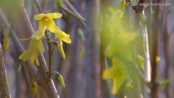 迎春花