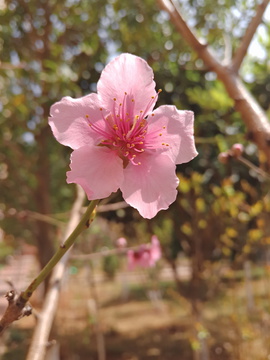 一朵桃花