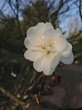 白色桃花特写