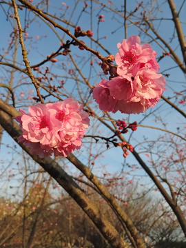 樱花特写