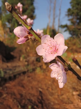 桃花特写