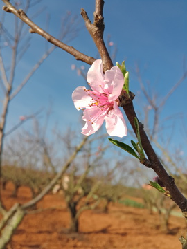 桃花特写