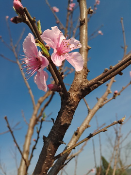 桃花特写