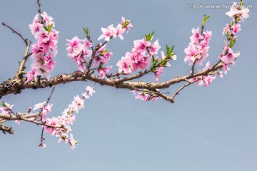 盛开的 桃花