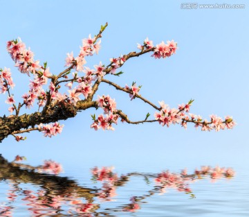 盛开的 桃花