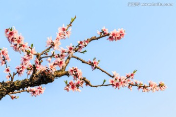 盛开的 桃花