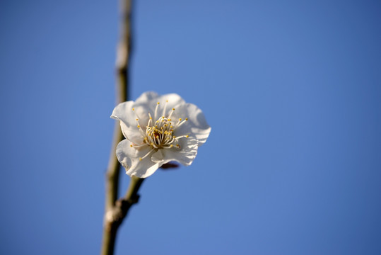 白色梅花 单瓣