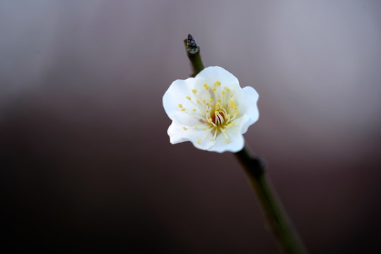 白色梅花 单瓣