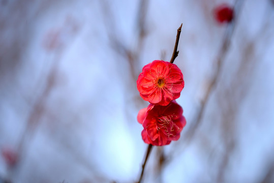 红色梅花 朱砂