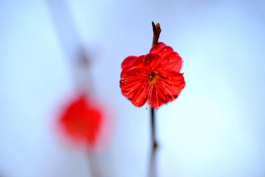 红色梅花 朱砂