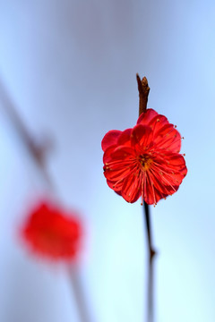 红色梅花 朱砂