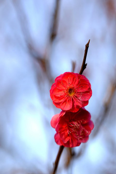 红色梅花 朱砂